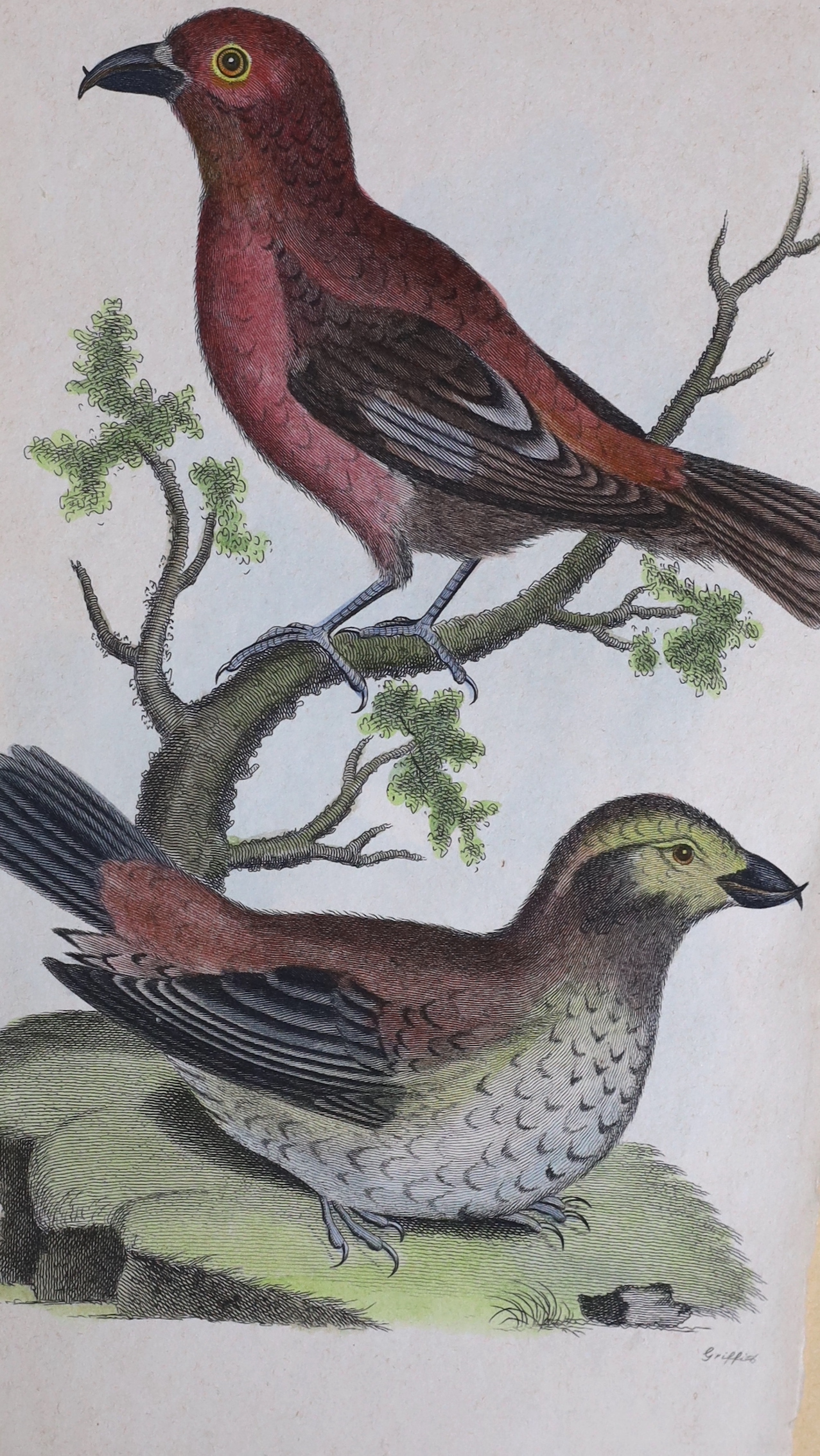 A group of 19th century handcoloured steel engravings, Studies of birds, mostly birds of prey, published by Kearsley 1808, 20 x 12.5cm, unframed